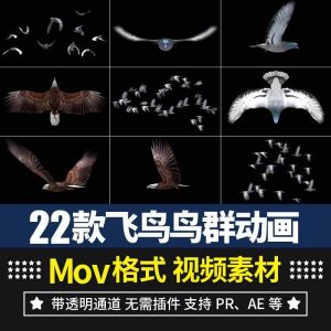 22款飞鸟鸟群动画