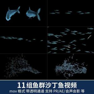 11组鱼群沙丁鱼视频